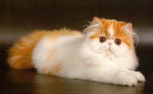 История персидских кошек
