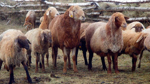 Характеристика породы овец