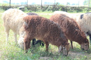 Внешний вид овец эдильбаевской породы