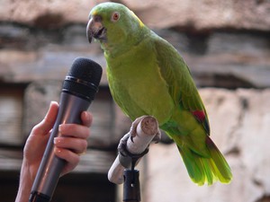 Возможность научить говорить попугая