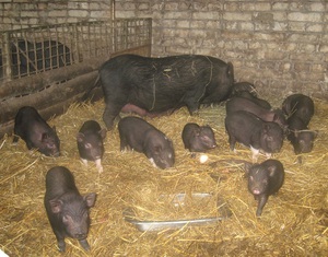 Свиньи и поросята в свинарнике