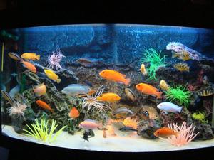 Описание наиболее популярных аквариумных рыбок для домашнего содержания