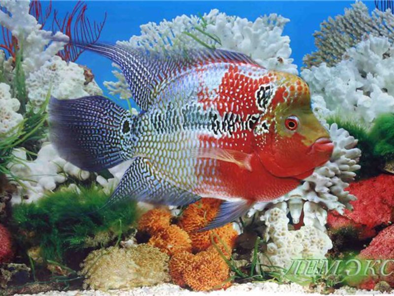 Красивые аквариумные рыбки 