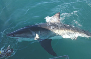 Скорость нападения акулы мако