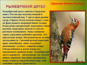 Красная книга России - занесённые в ней птицы