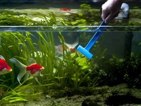 Особенности устранения помутнения воды в аквариумах