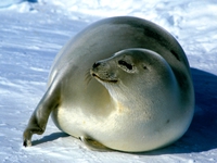 Фото гренландский тюлень