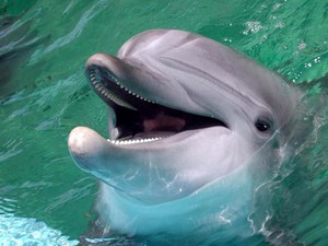 Поведение беломордого дельфина
