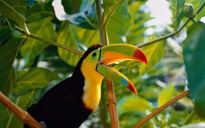 Описание  экзотических птиц
