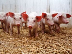 Рацион питания свиней 