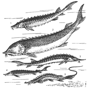 Полезные рыбы из ряда осетровых
