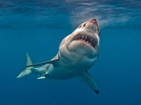 Характеристика большой белой акулы
