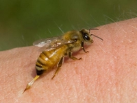 Особенности пчелиного яда