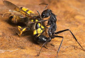 Муравьи могут поедать насекомых, намного превосходящих их по размеру и силе