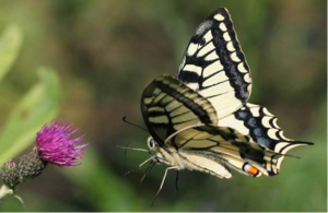 Виды и подвиды бабочек махаон