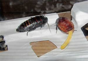 Размножение мадагаскарских шипящих тараканов