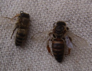 Признаки болезни у пчел