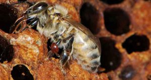 Гнильцовые болезни пчел