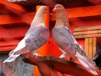 Красивые голуби с рыжеватым окрасом