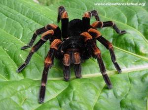Ядовитый паук тарантул
