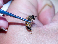 Особенности лечения пчёлами
