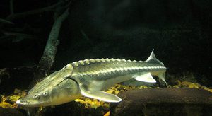 Белуга - крупная рыба