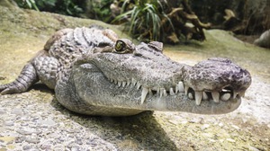 Как питается крокодил