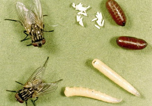 Что едят мухи
