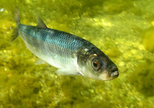 Салака - небольшая рыбка