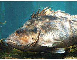 Морской окунь - глубоководная рыба