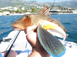 Летающая рыба тригла или морской петух