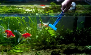 Способы очистки аквариума