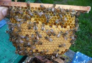 Особенности породы пчел