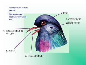Нервная система птицы - общий план строения