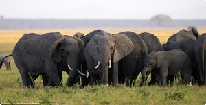 Рацион питания слона в неволе