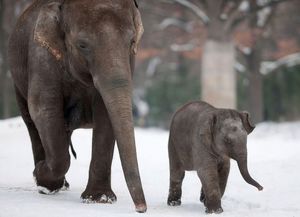 Сколько длится беременность у слонов