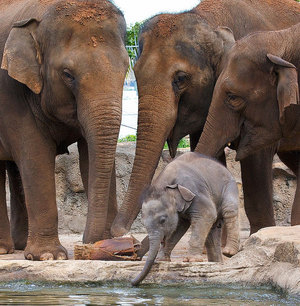 Особенности размножения слонов - интересные факты