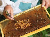 Как разводить пчел