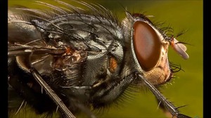 Сколько глаз у мухи и как она видит