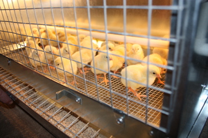 Препарат биомицин для цыплят