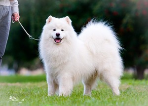 Собака чисто белого окраса