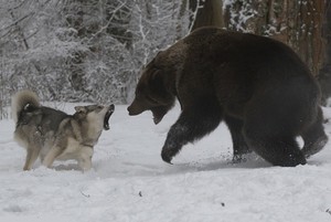 Охота на медведя с лайкой