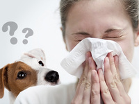 Что делать при аллергии на собак