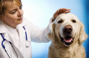 Лечение цистита у собак