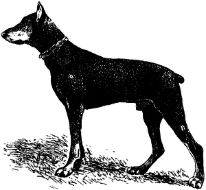 Собака доберман-пинчер 