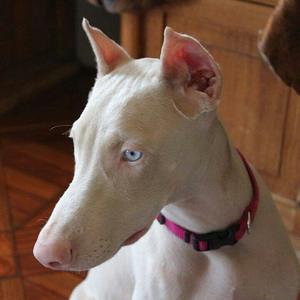  голубые глаза собак