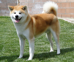 Японская акита - древняя порода собак