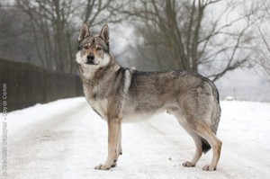 Какой характер у волчака