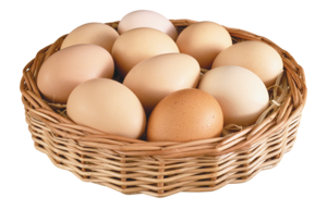 Куриные яйца-рацион поинтеров