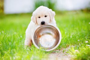 Кормление щенка-витамины